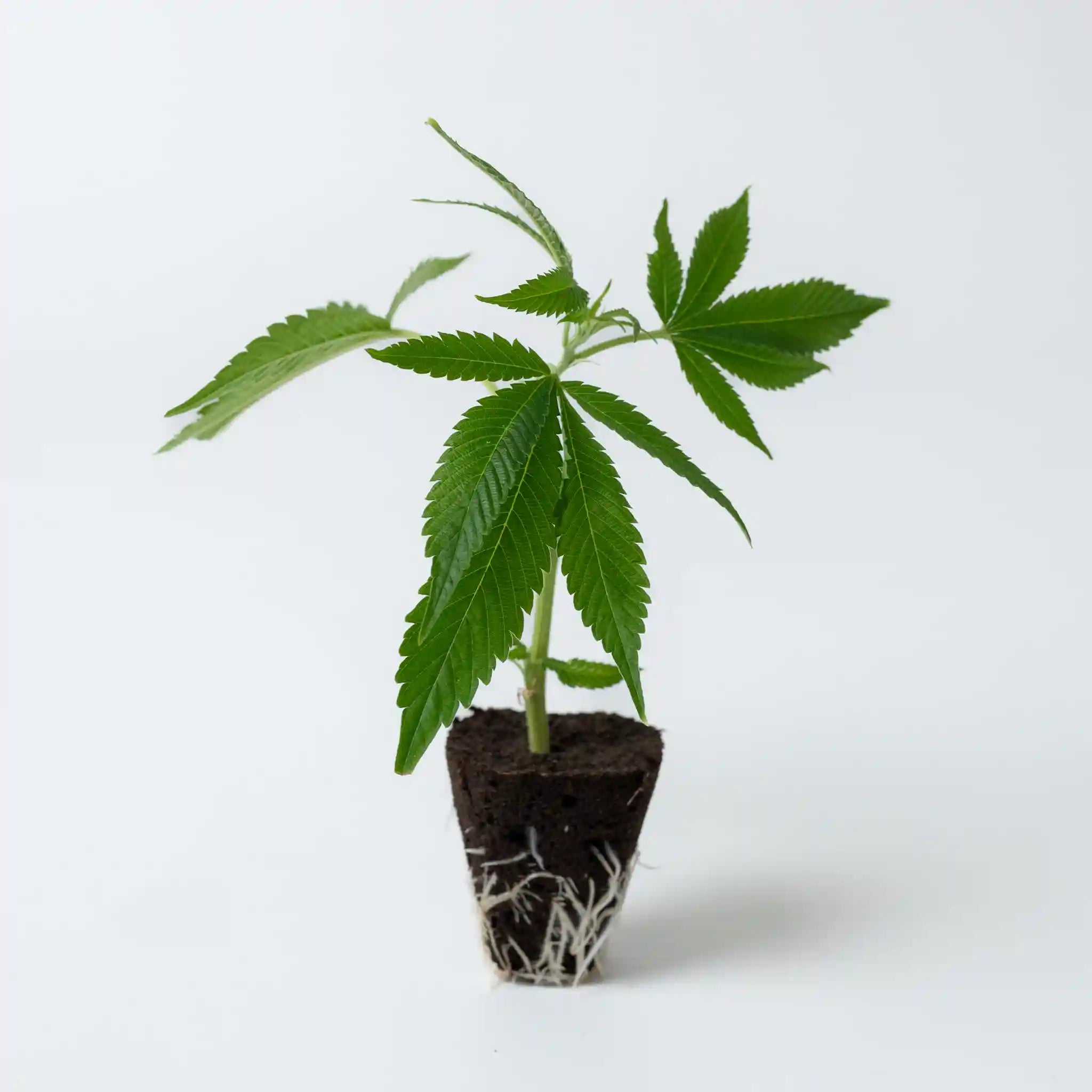 Hochwertiger Cannabis Steckling White Russian mit dichten Blättern und kräftiger Wurzelstruktur