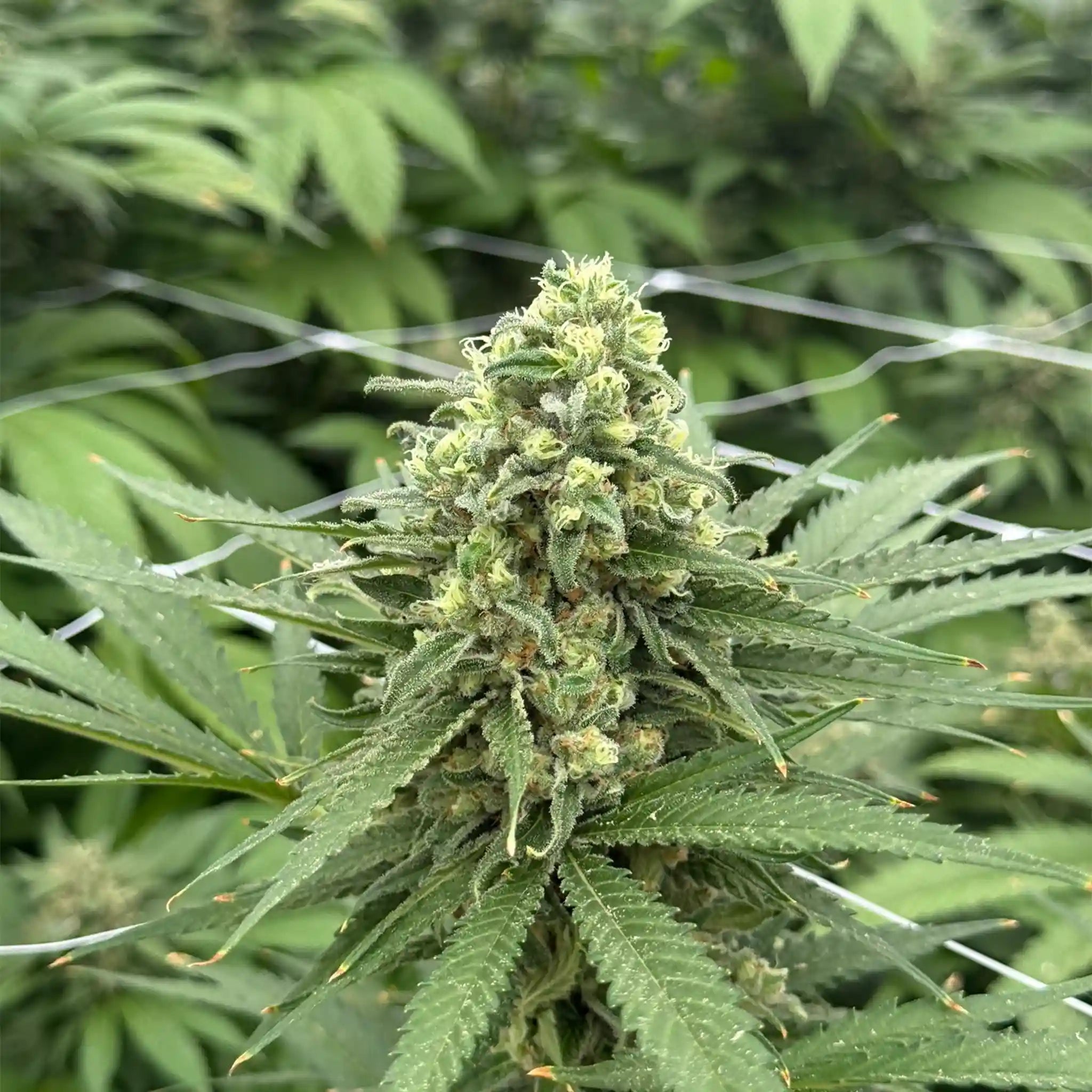 Cannalope Haze Cannabisblüte im Gewächshaus – hochwertige Blüte mit dichter Trichombildung