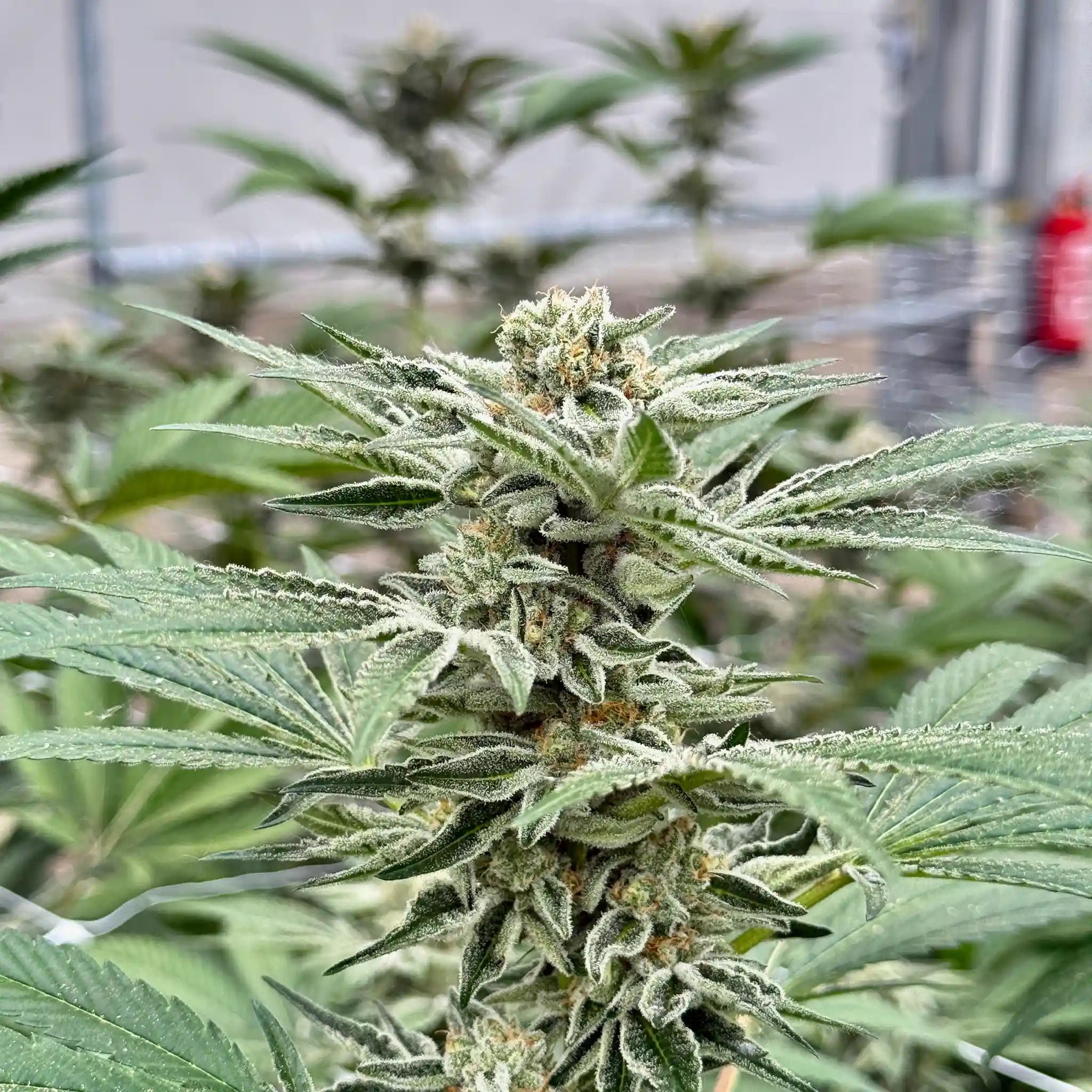 Cap Junky Cannabisblüte mit dichter Harzschicht und kompakter Blütenstruktur