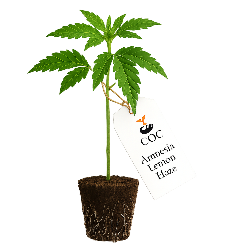 Amnesia Lemon Haze