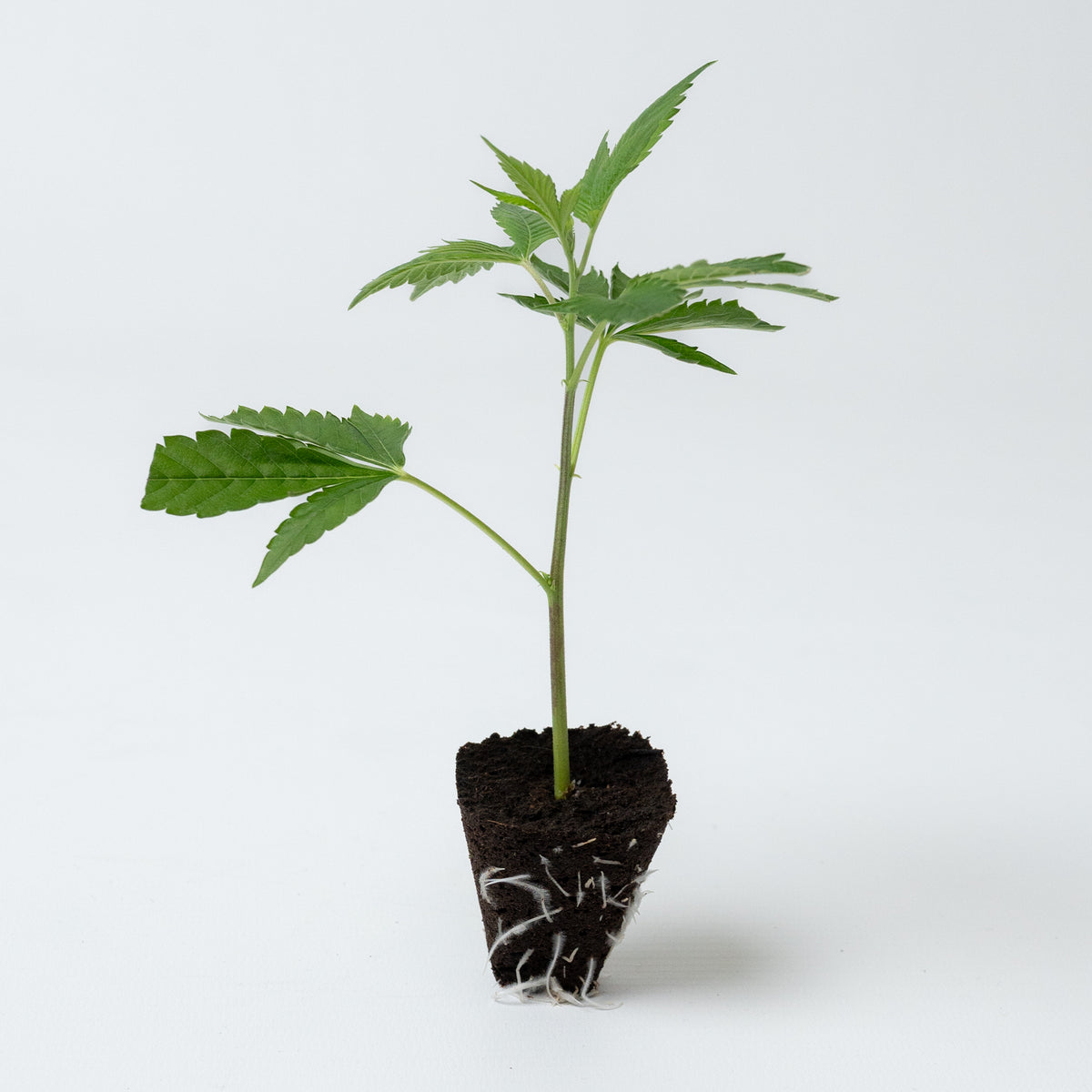 Citroloco Cannabis-Steckling als gesunde Jungpflanze von COC
