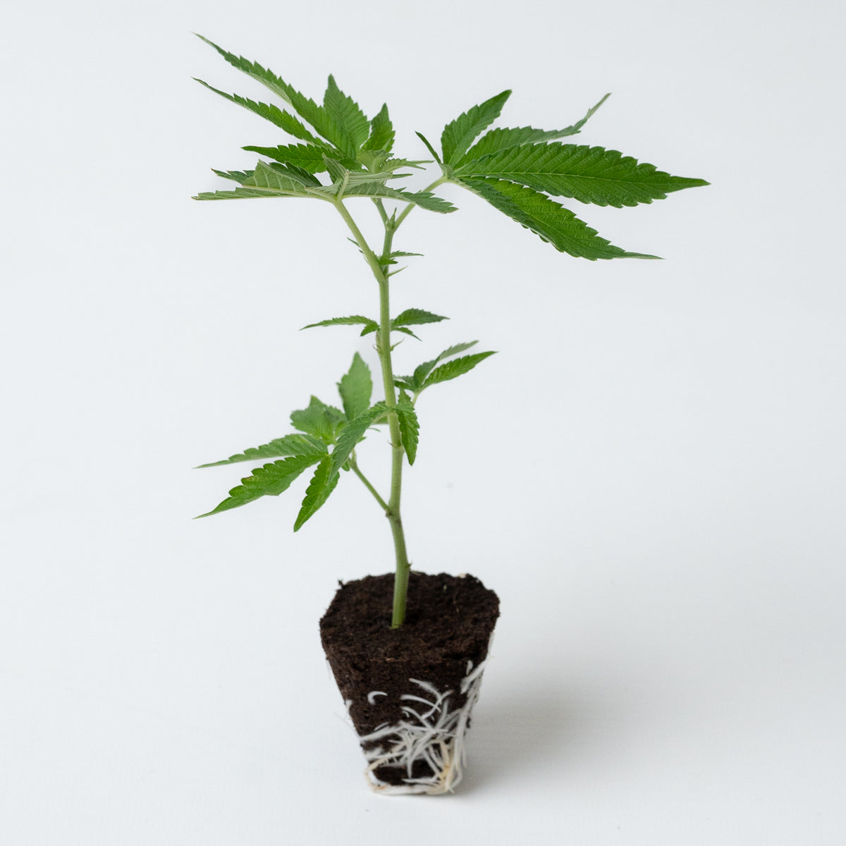 Ice Cream Cake Cannabis-Steckling von COC – gesunde Jungpflanze aus österreichischer Produktion