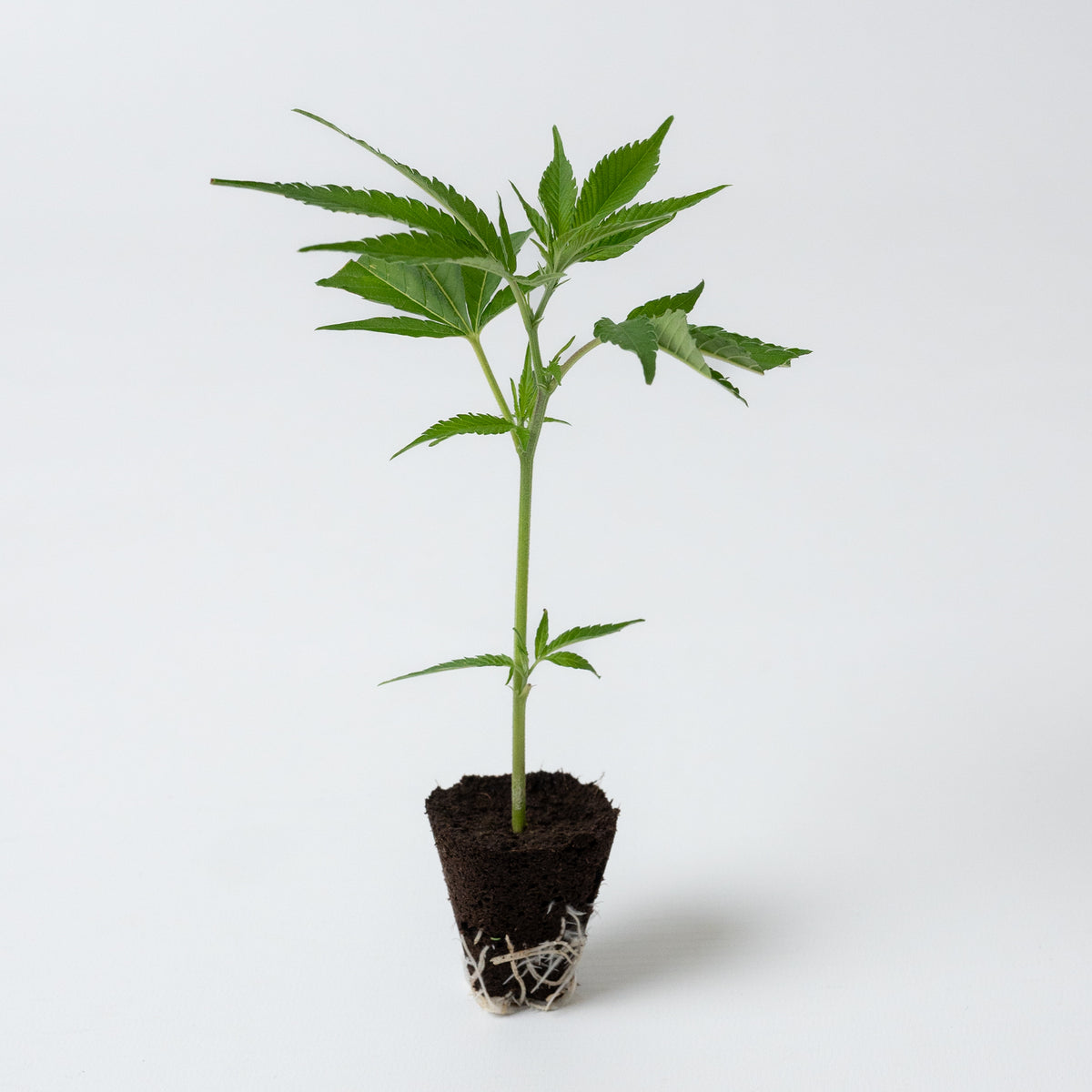 La Bomba Cannabis-Steckling von COC – kräftige Jungpflanze aus österreichischer Produktion