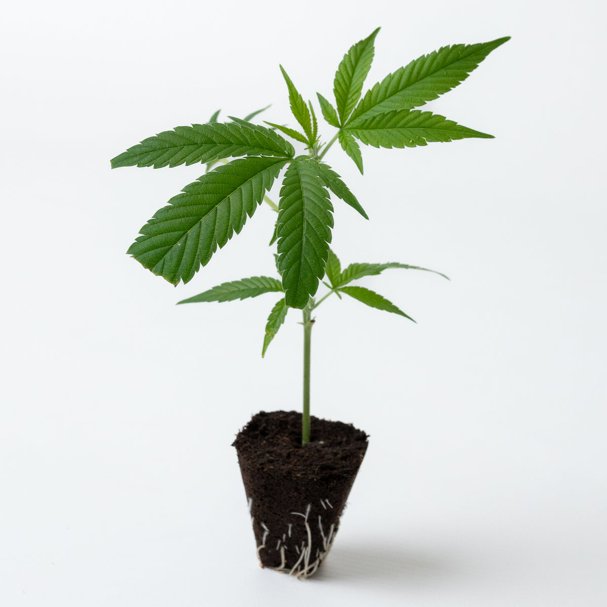 Studio 54 Cannabis-Steckling von COC – gesunde Jungpflanze aus österreichischer Produktion