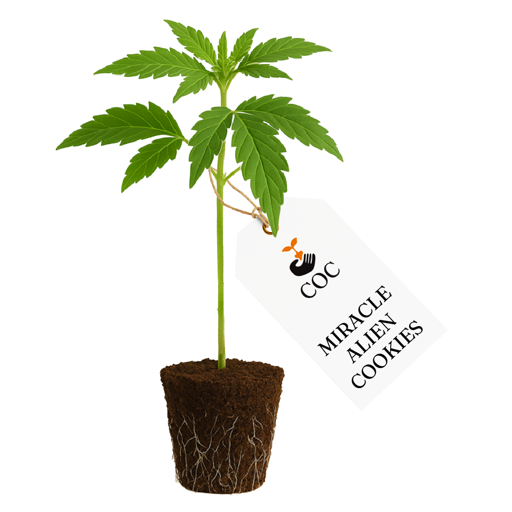 Miracle Alien Cookies