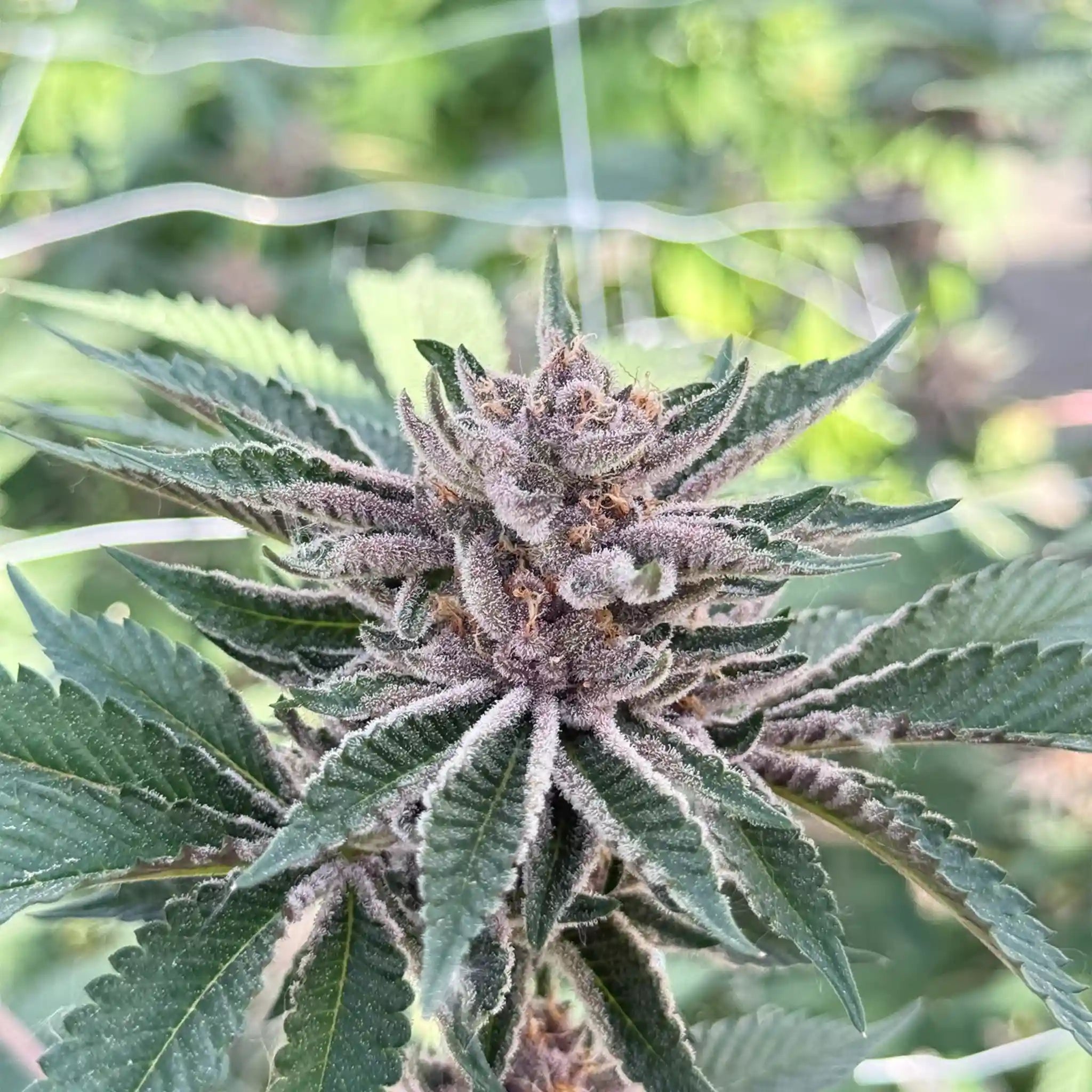 Colorado Nightshifter Cannabisblüte mit frostiger Trichombildung im Gewächshaus