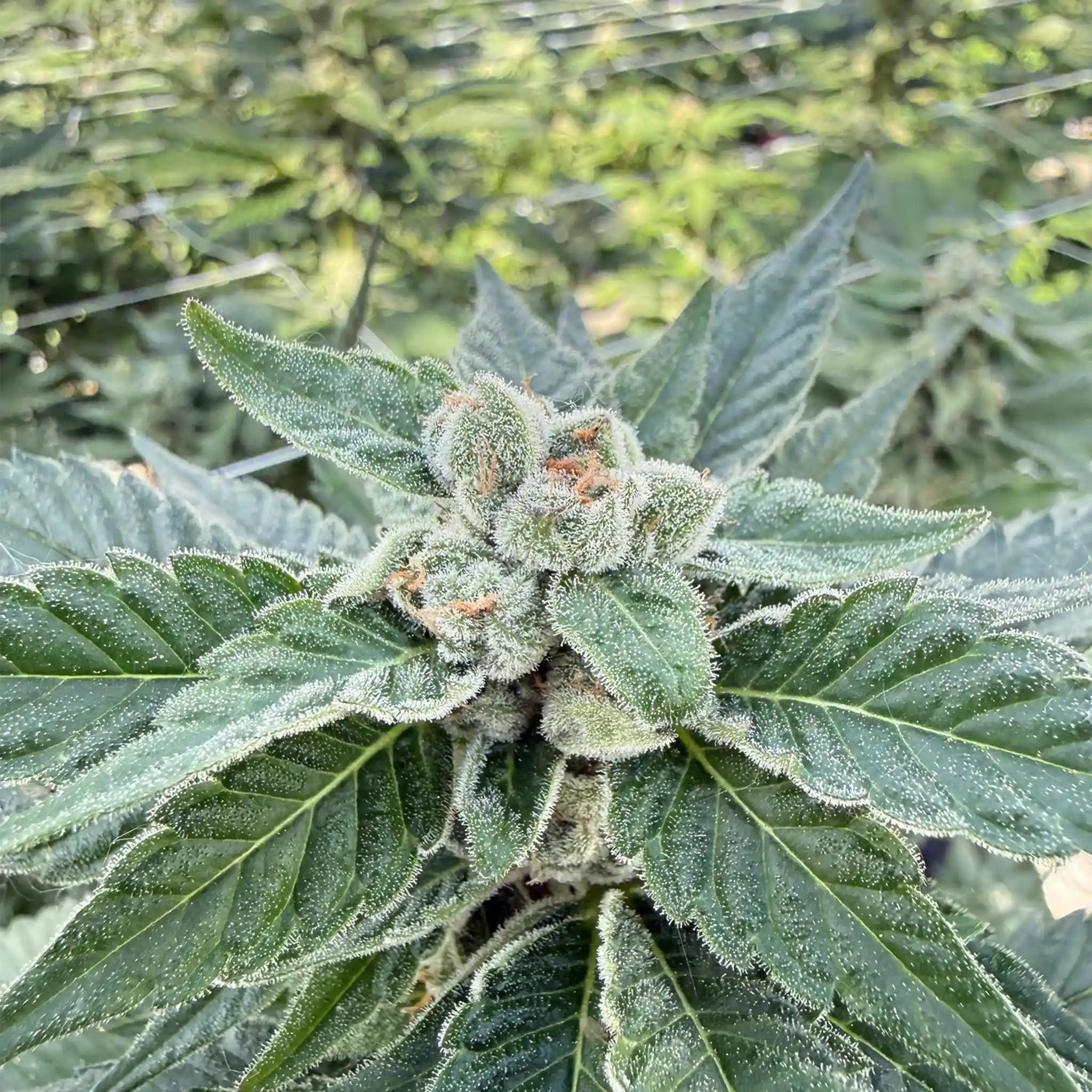 Crostata Cannabisblüte – harzige Blüte aus professioneller Gewächshaus-Kultivierung