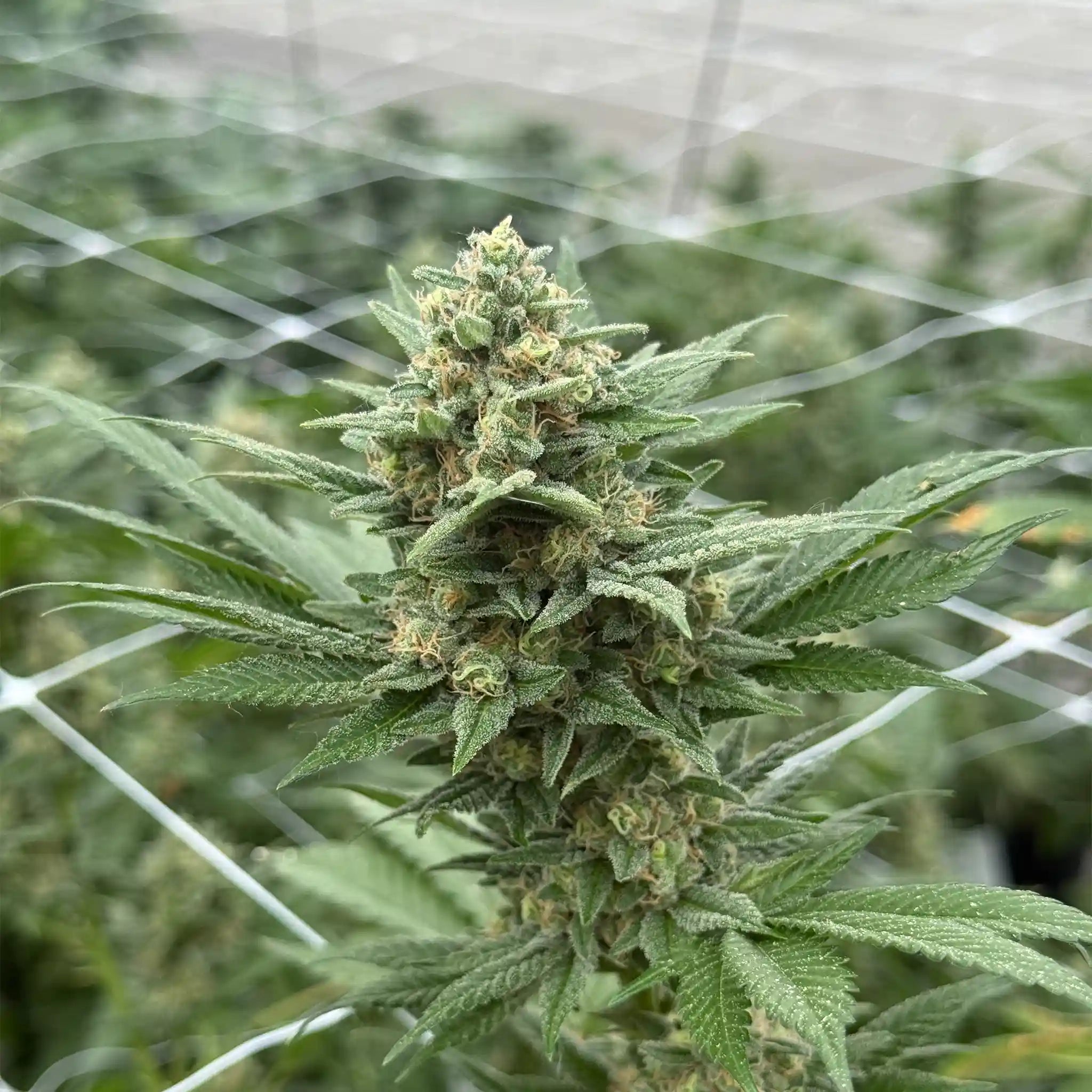 Gelato 45 Cannabispflanze mit harziger Cannabisblüte und dichter Blütenstruktur im professionellen Glashausanbau.