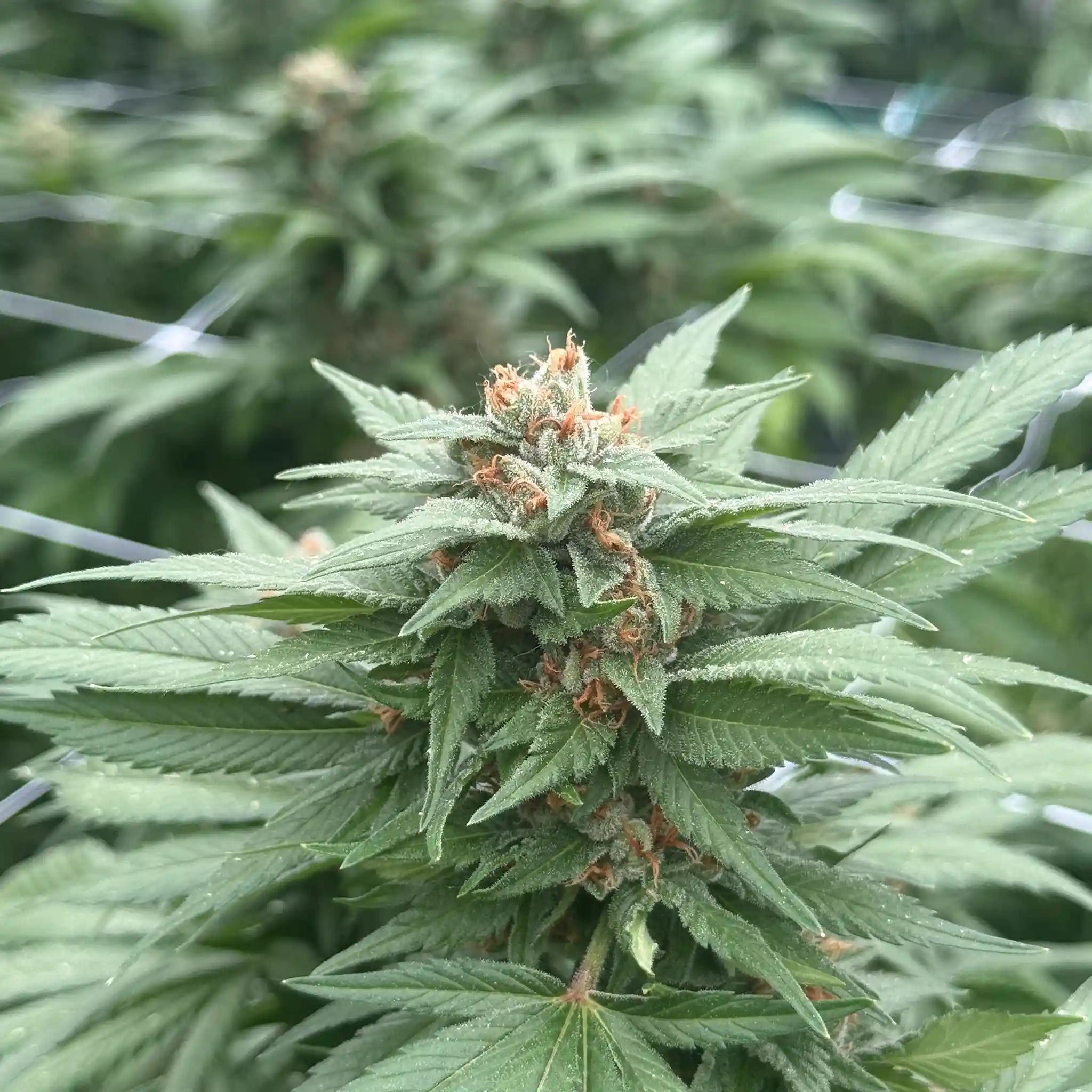 Gorilla Glue #4 Cannabisblüte mit starkem Harzbesatz und kompakten Blüten an einer Cannabispflanze im Glashaus.
