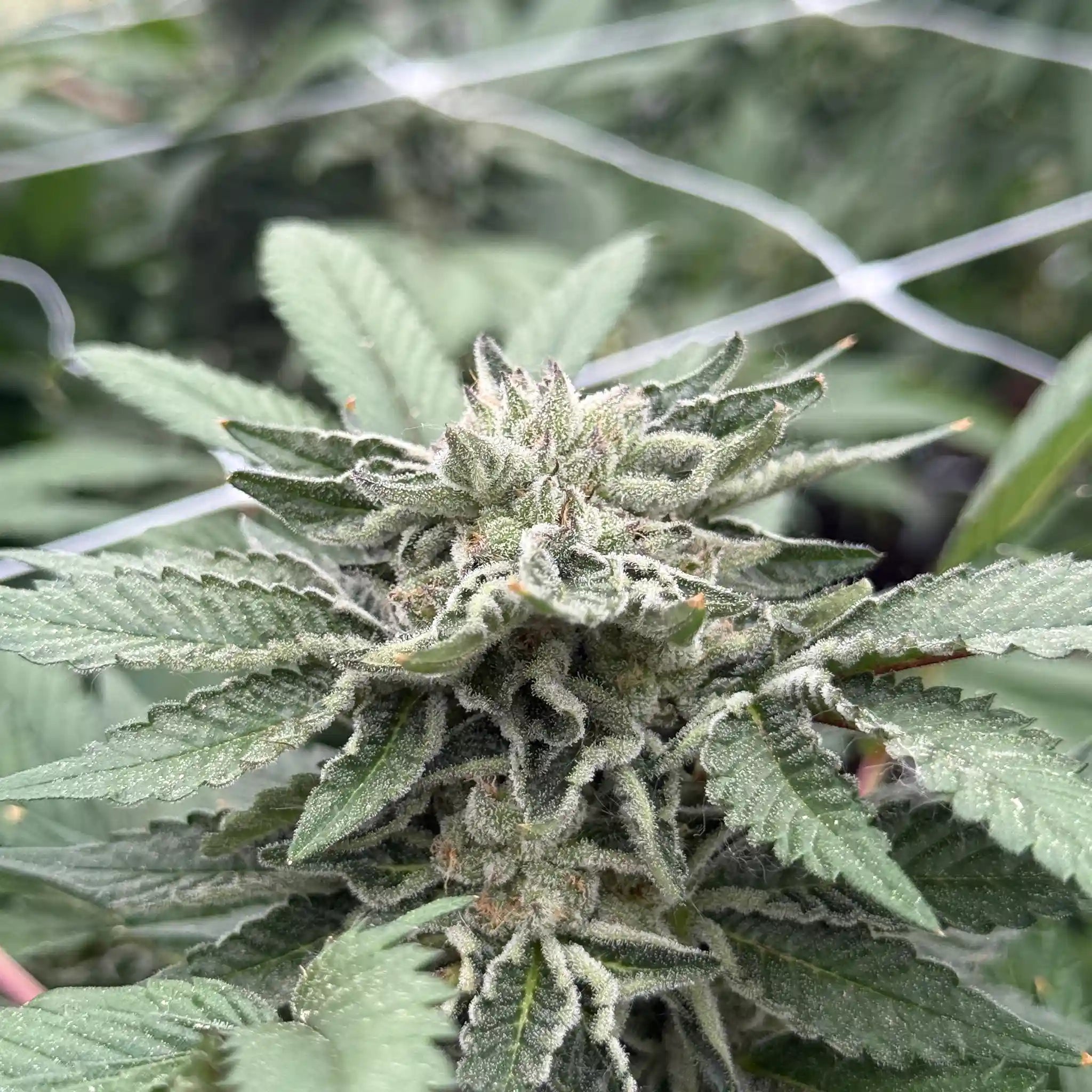 Ice Cream Runtz Cannabispflanze mit stark bereifter Cannabisblüte und ausgeprägter Trichomschicht im Glashaus.