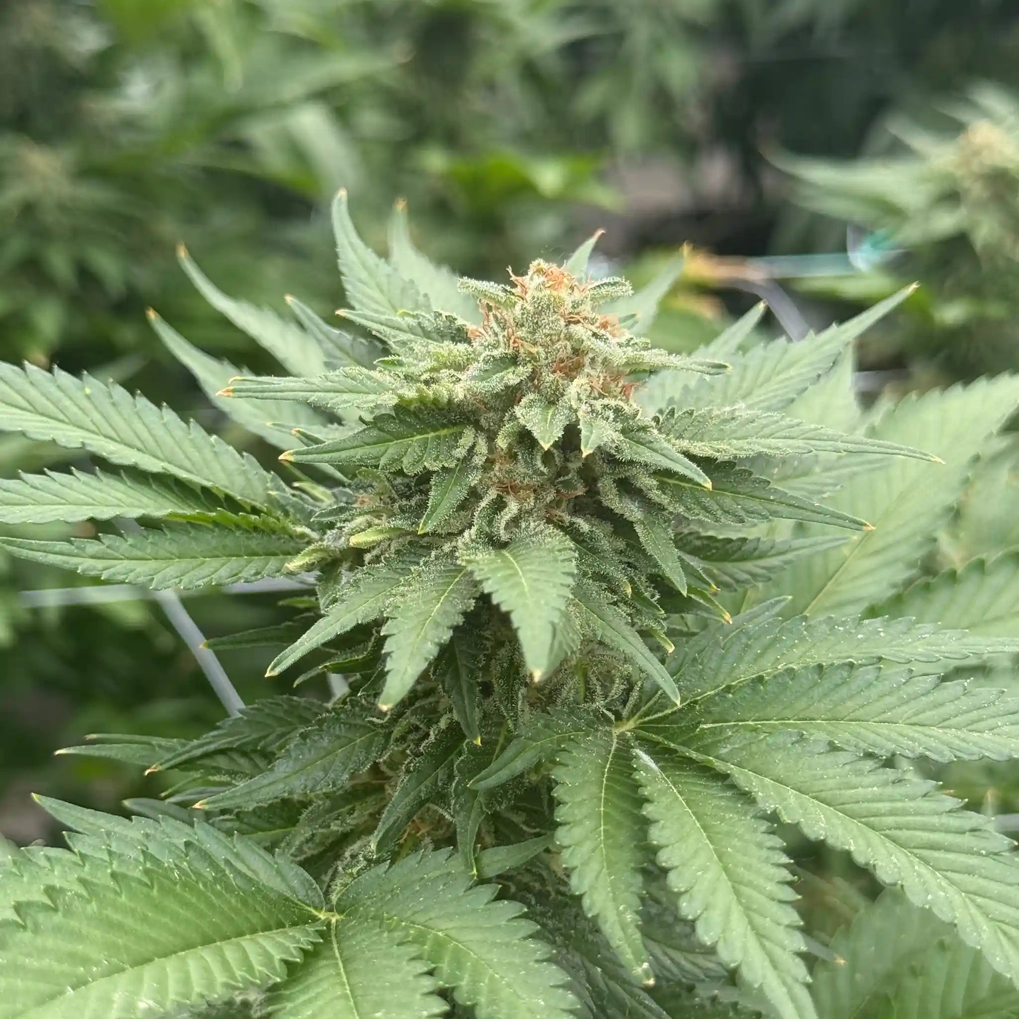 Imperium X Cannabisblüte mit dichter Blütenstruktur und intensivem Harzbesatz an einer professionell kultivierten Cannabispflanze.