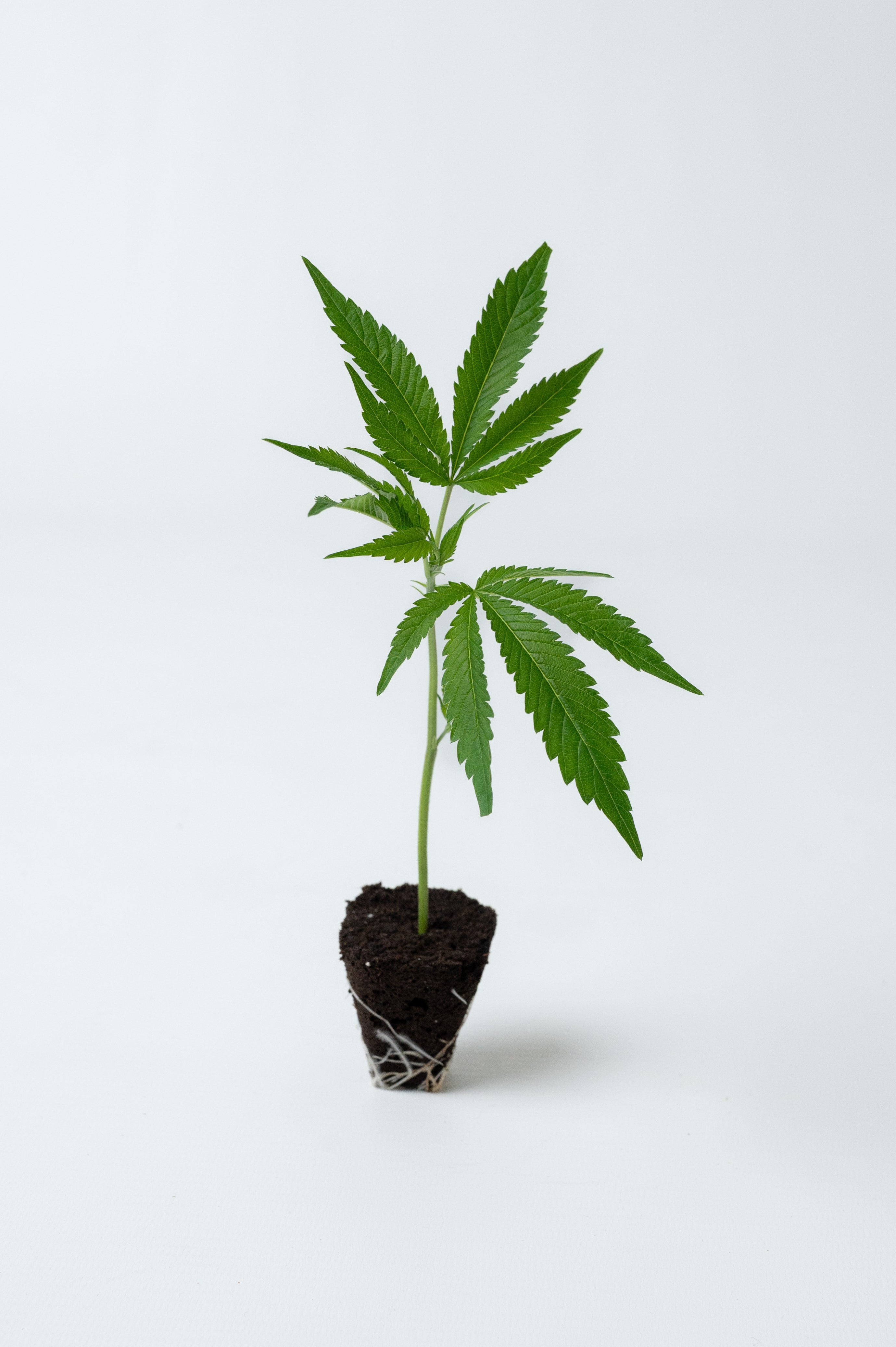Miracle Alien Cookies