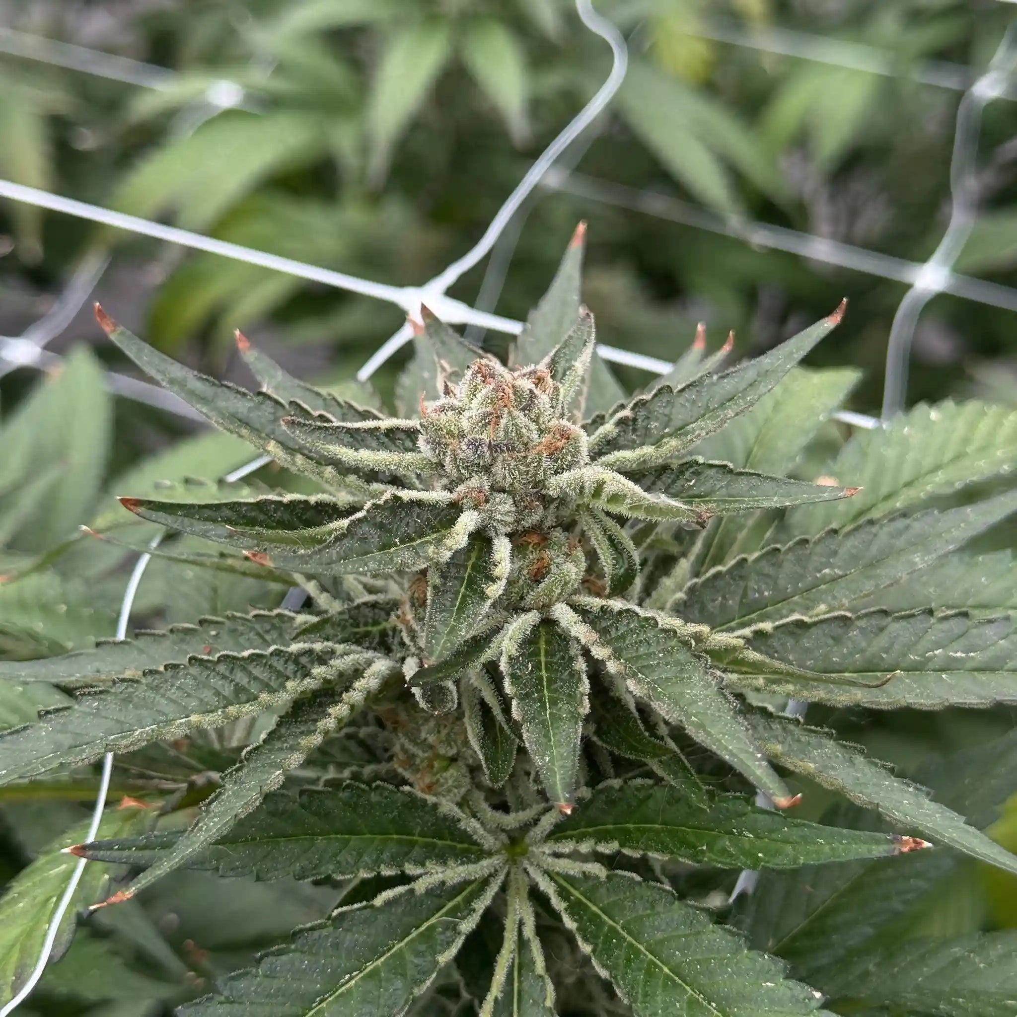 Mimosa x Orange Punch Cannabisblüte mit dichter Blütenstruktur und kräftigem Harzbesatz an einer Cannabispflanze.