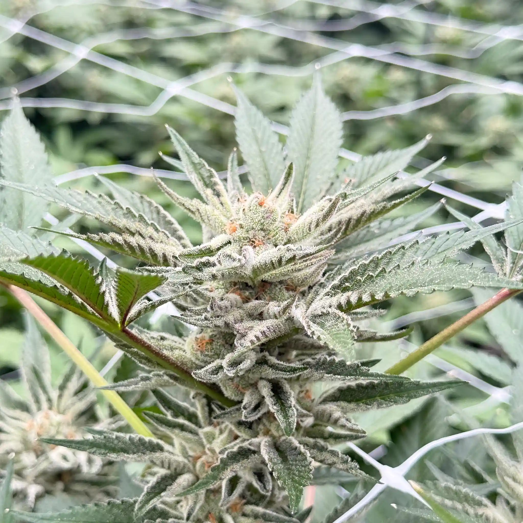 Miracle Alien Cookies Cannabispflanze mit kompakter, stark bereifter Cannabisblüte im professionellen Glashaus.