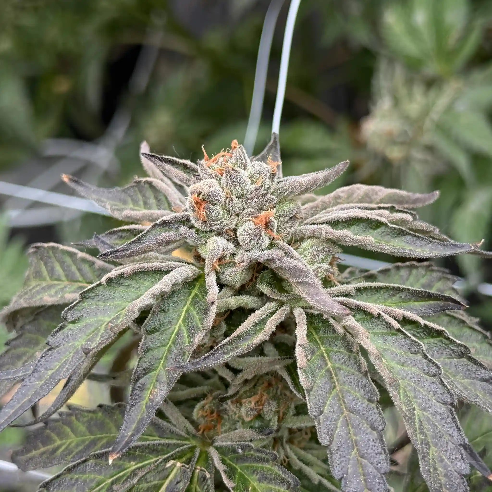 Permanent Marker Cannabisblüte mit dichter Blütenstruktur und intensivem Trichombesatz an einer Cannabispflanze.