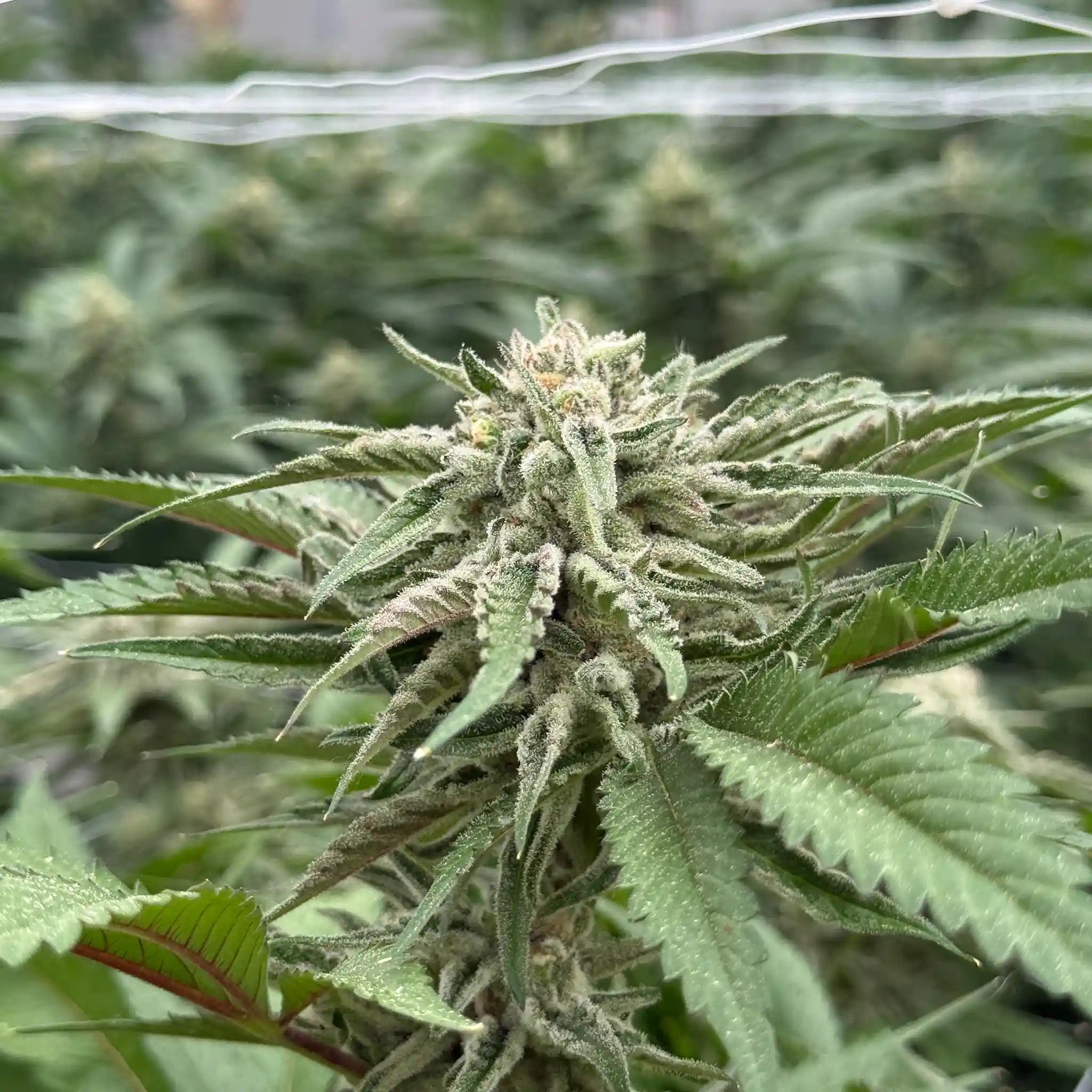 Peyote Cookies Cannabispflanze mit harziger Cannabisblüte und dunklen Farbakzenten im Glashausanbau.