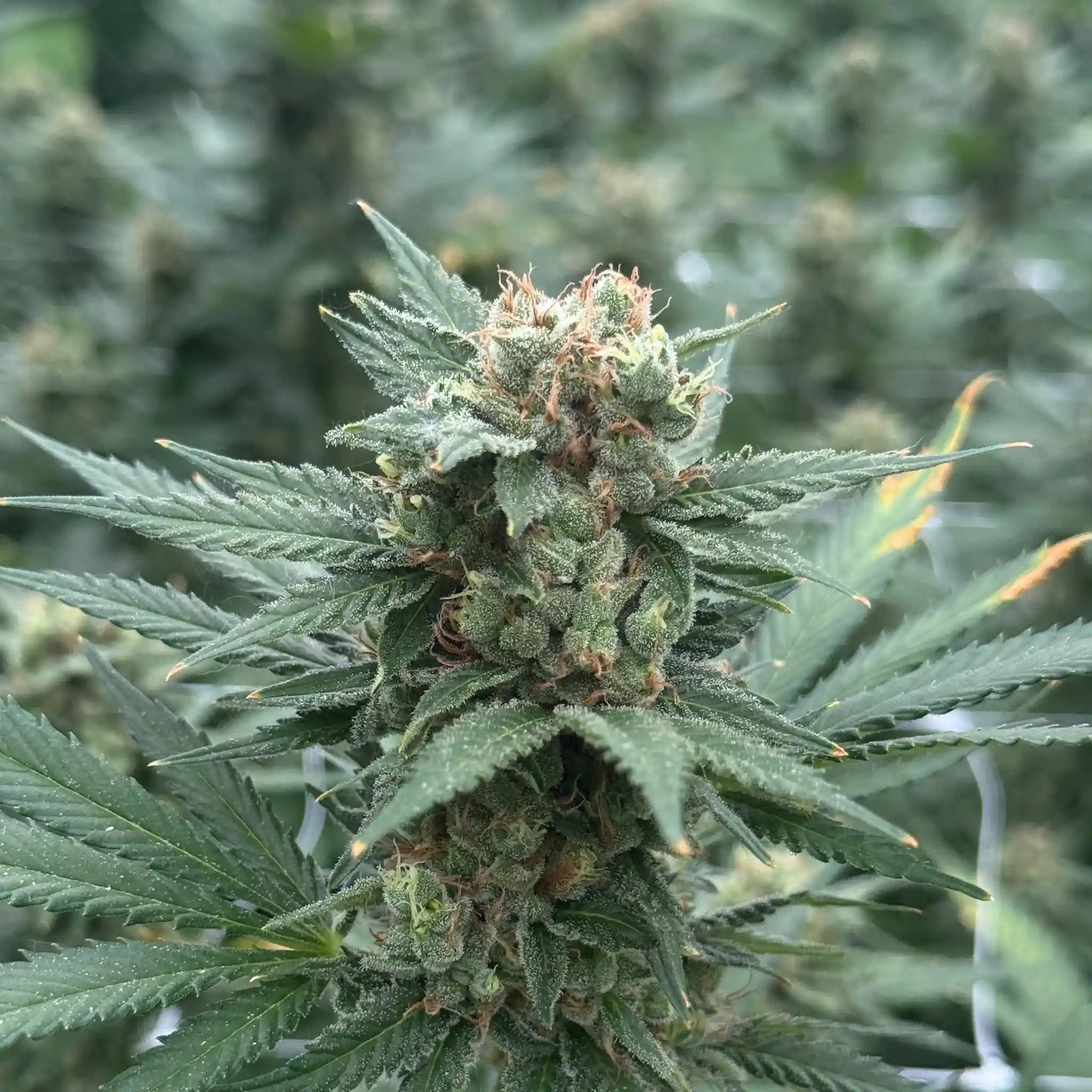 Power Plant Cannabisblüte mit dichter Blütenbildung und reichlich Trichomen an einer professionell kultivierten Cannabispflanze.