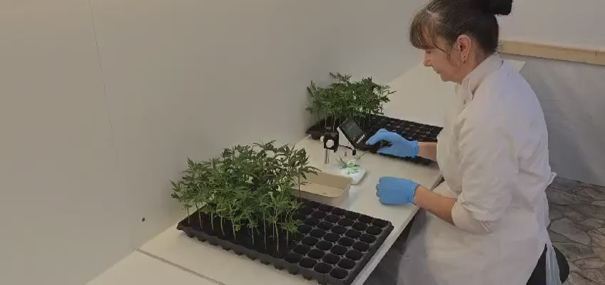 seedling quality control