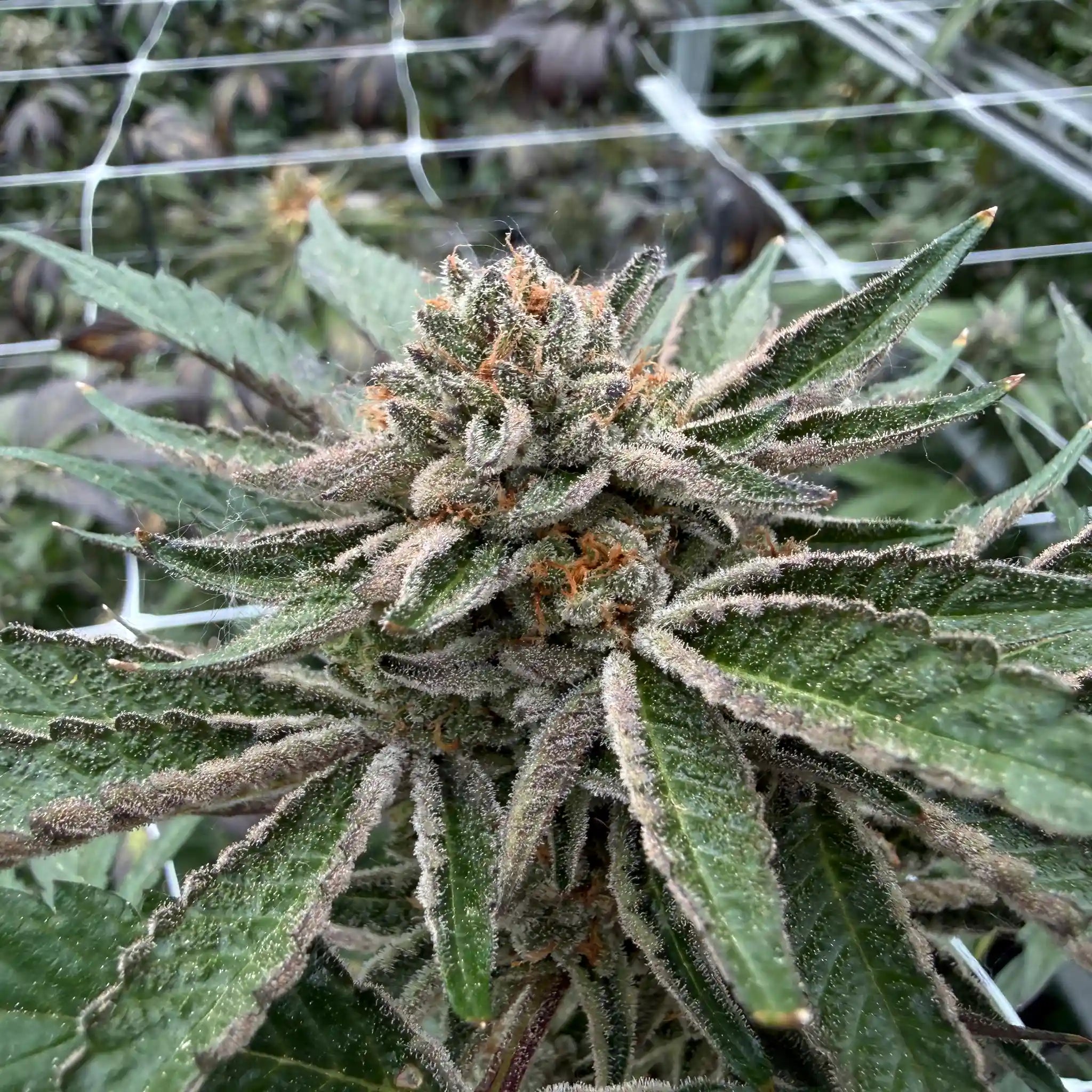 Rainbow Sherbert #11 Cannabispflanze mit frostiger Cannabisblüte und kompakter Blütenstruktur im Glashaus.