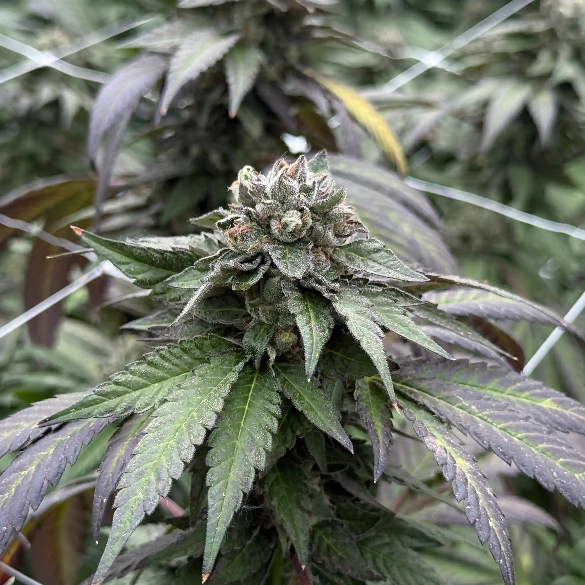 Sherb Cream Pie Cannabisblüte mit dichter Blütenstruktur und starkem Harzbesatz an einer Cannabispflanze.