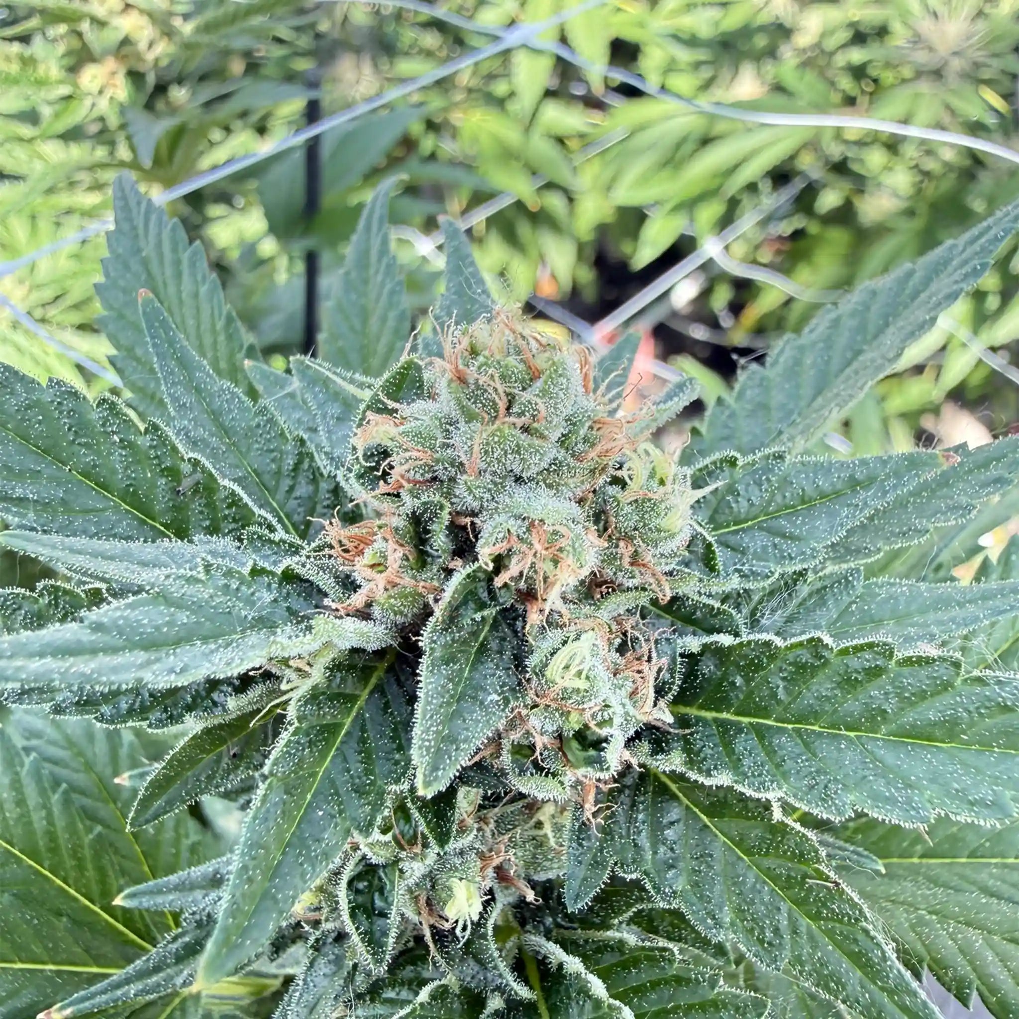 Sleepy Joe Cannabispflanze mit kompakter Cannabisblüte und ausgeprägter Trichomschicht im professionellen Glashaus.
