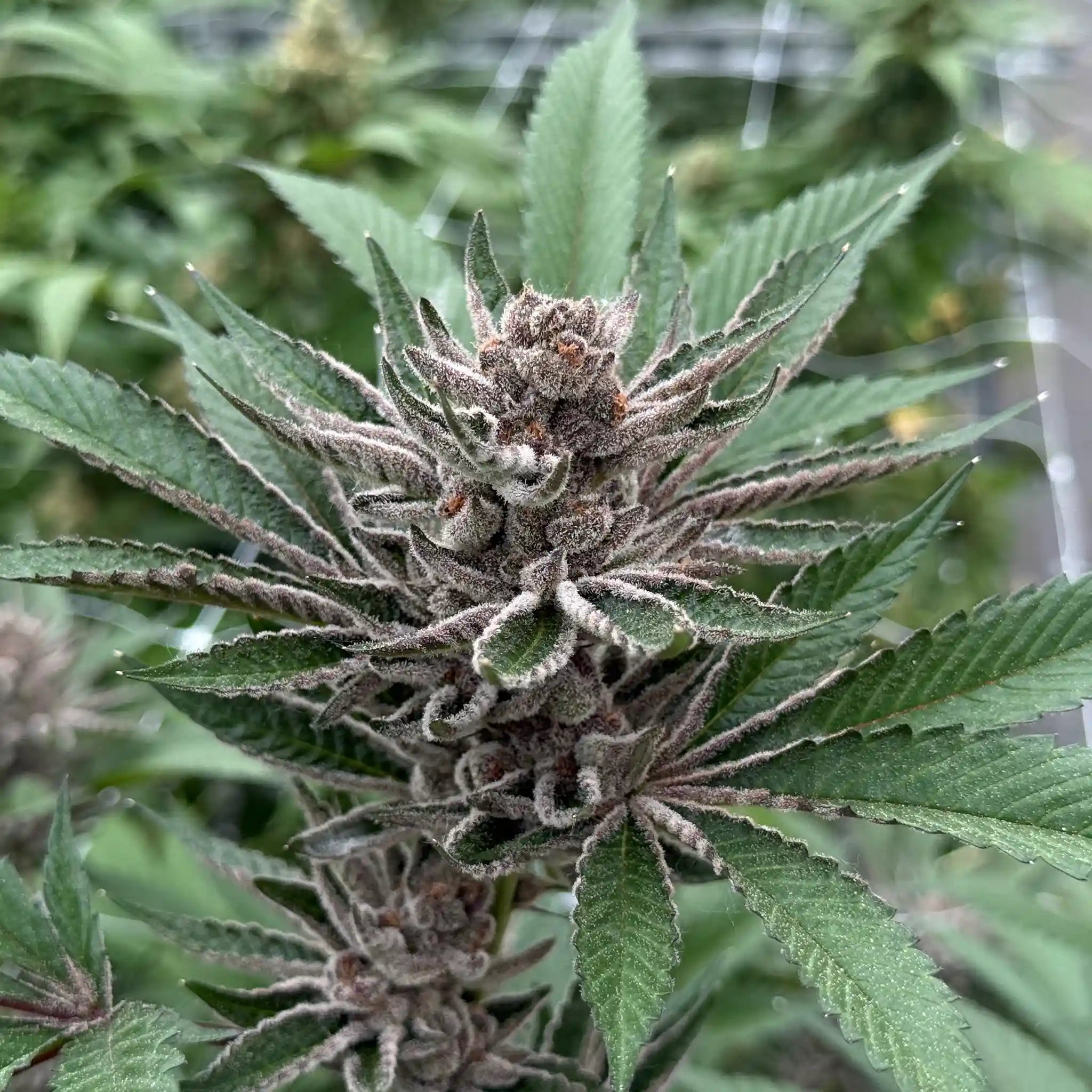 Super Buff Cherry Cannabisblüte mit dichter Blütenstruktur und intensivem Harzbesatz an einer Cannabispflanze.