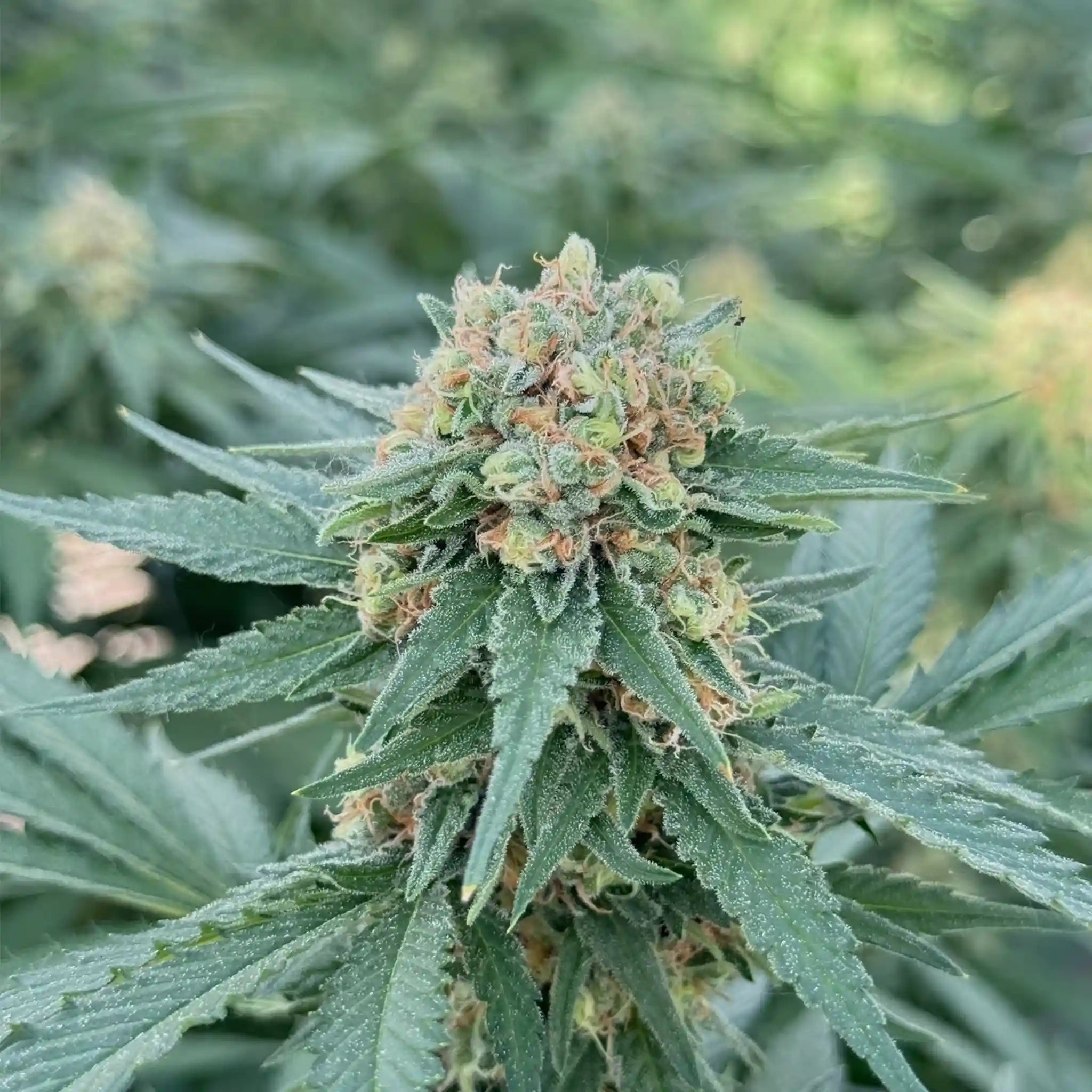 Super Orange Glue Cannabispflanze mit stark bereifter Cannabisblüte und kompakten Blüten im Glashausanbau.