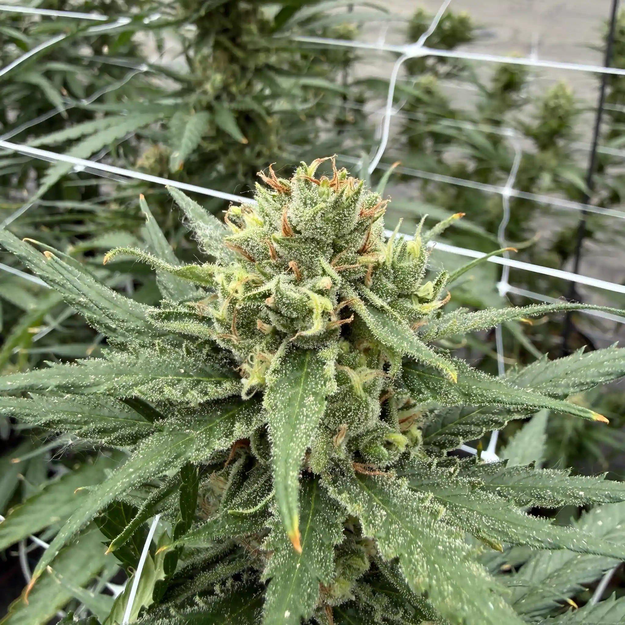 Super Silver Haze Cannabisblüte mit dichter Blütenstruktur und ausgeprägter Trichombildung an einer Cannabispflanze.