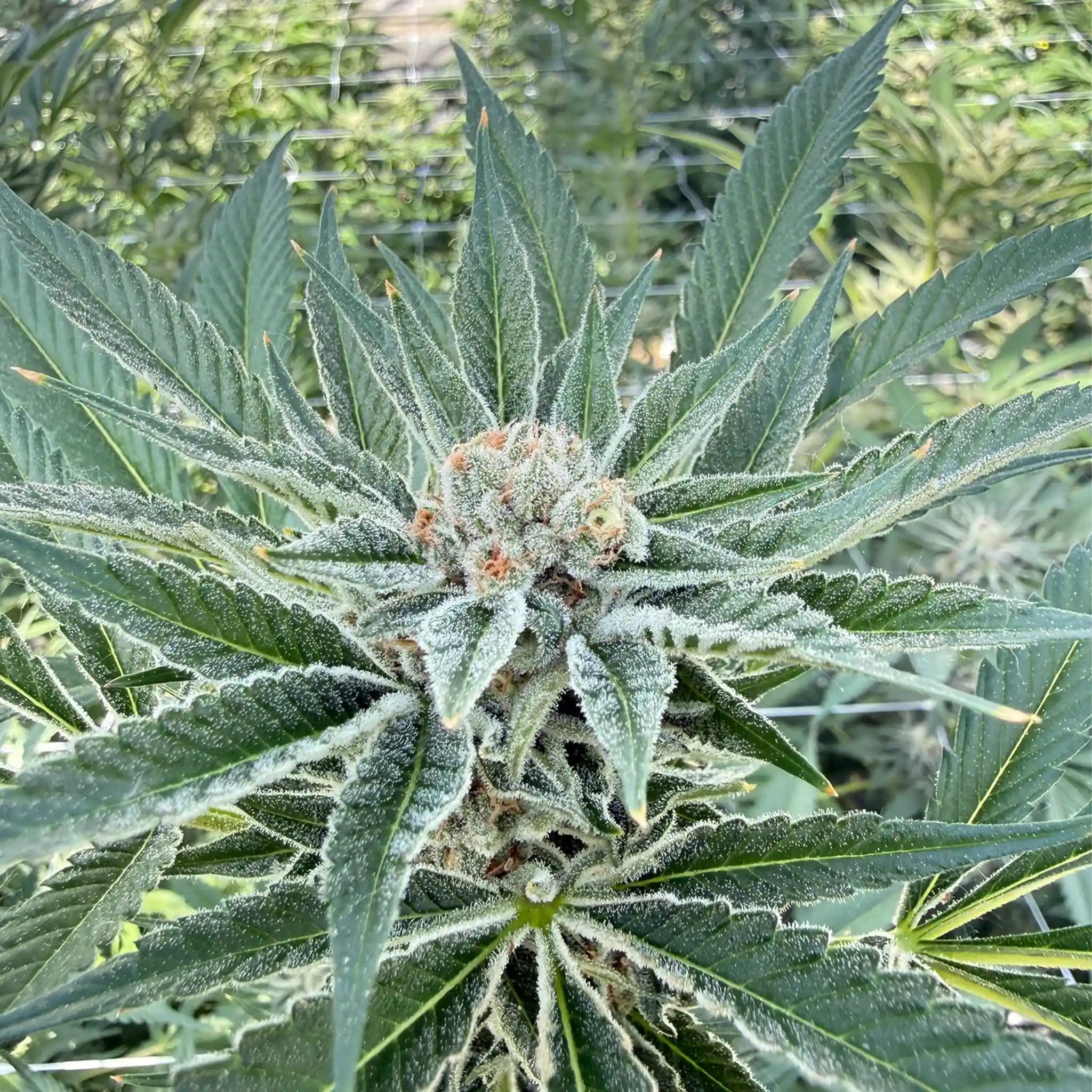 Tangie Land Cannabispflanze mit harziger Cannabisblüte und dichter Blütenstruktur im professionellen Glashaus.