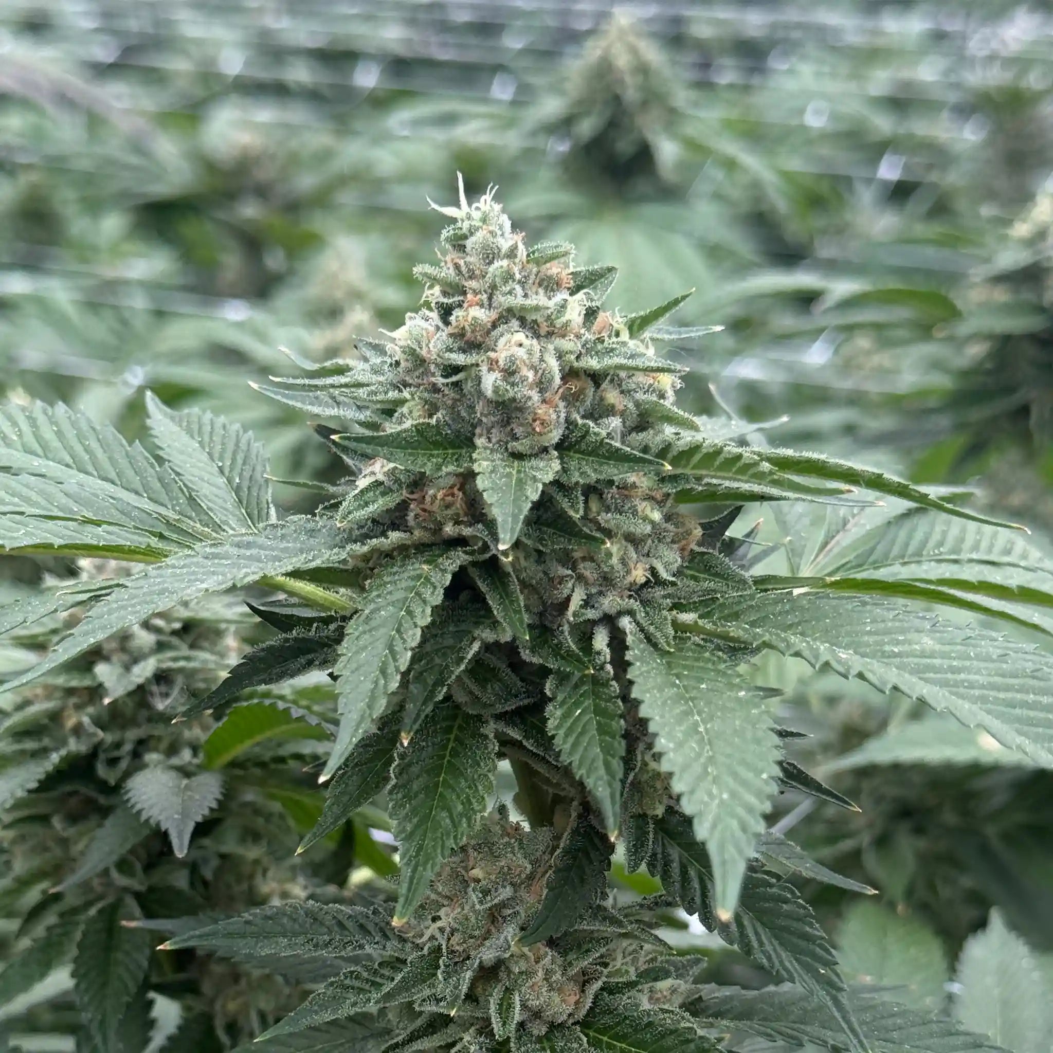 Wedding Cake Cannabisblüte mit dichter Blütenstruktur und intensivem Harzbesatz an einer professionell kultivierten Cannabispflanze.