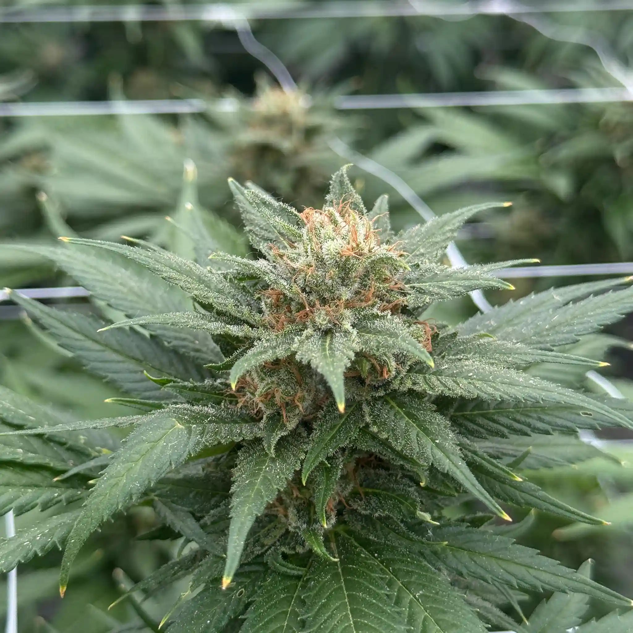 White Russian Cannabispflanze mit frostiger Cannabisblüte und dichtem Trichombesatz im kontrollierten Glashausanbau.